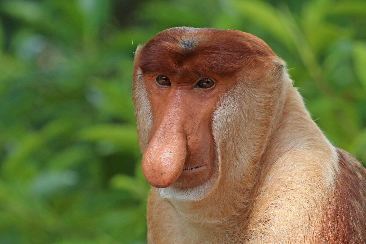 Proboscis monkey - πίθηκοι proboscis (προβοσκίδας)