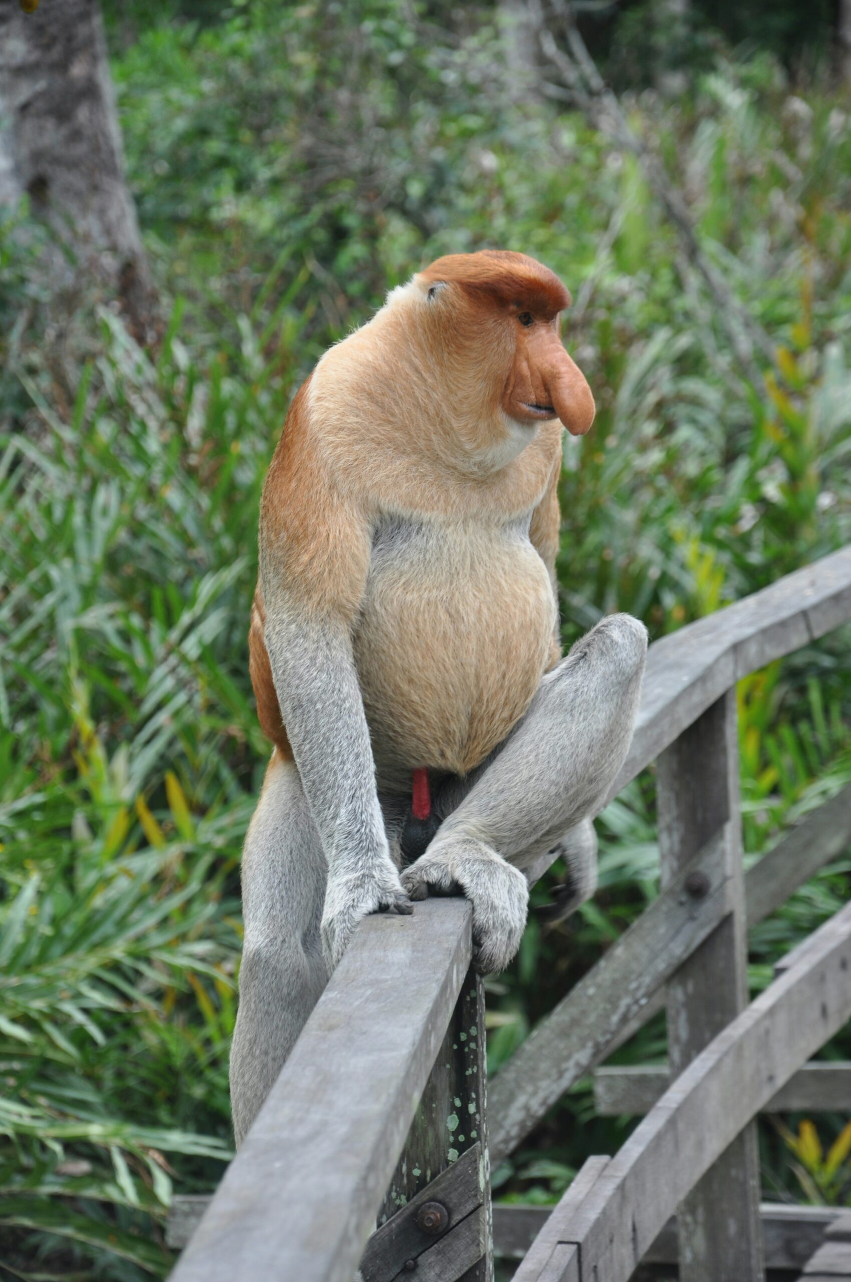 Proboscis monkey - πίθηκοι proboscis (προβοσκίδας)