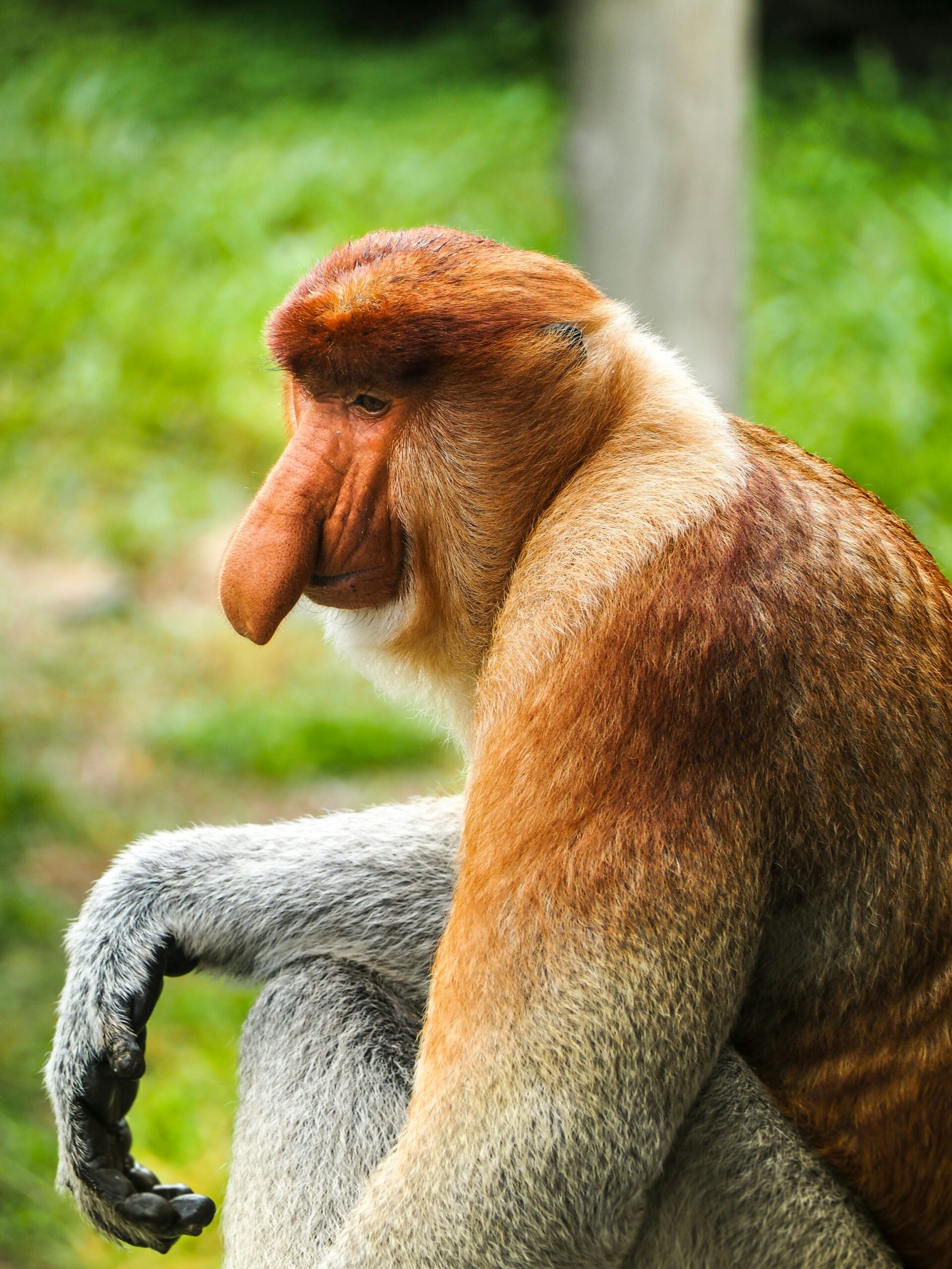 Proboscis monkey - πίθηκοι proboscis (προβοσκίδας)