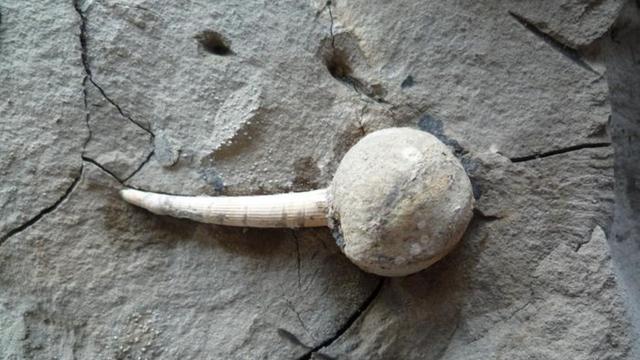 Concretion formed around a tusk shell.