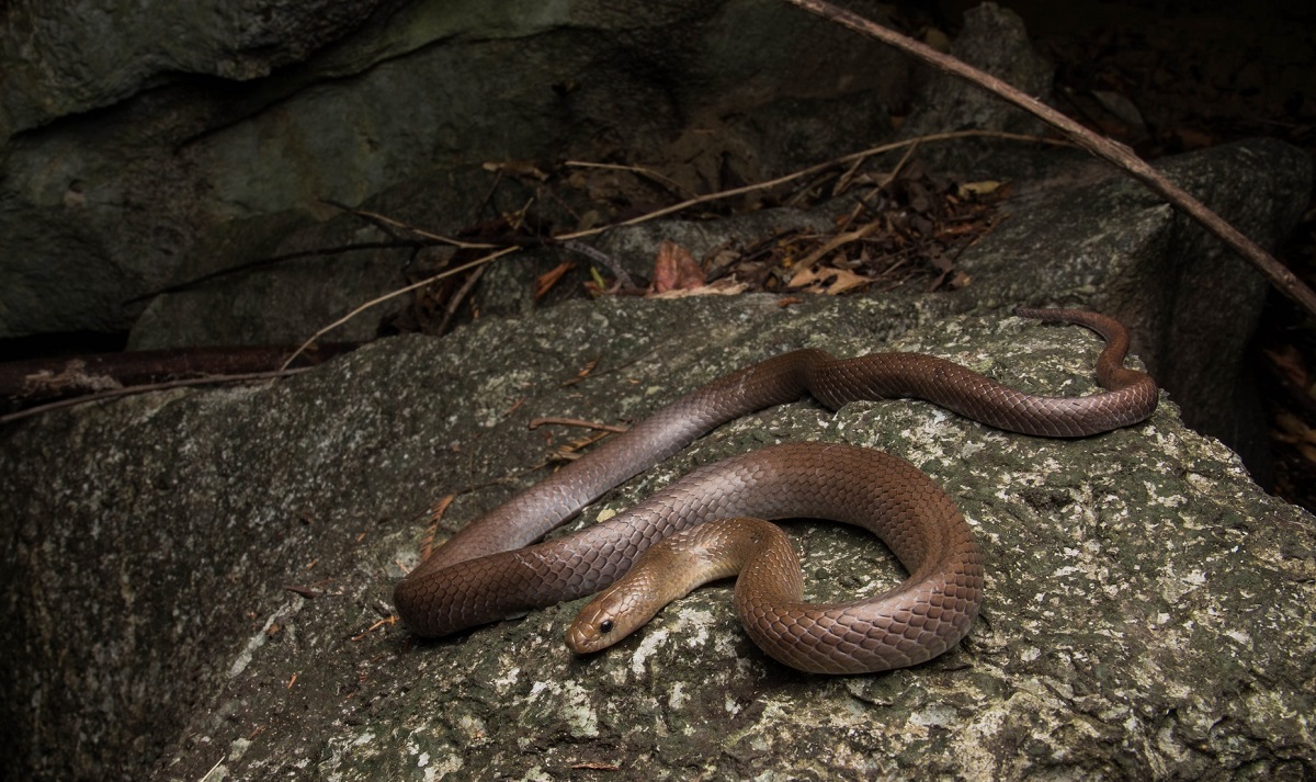 φίδι «Cave Kukri Snake», Oligodon speleoserpens