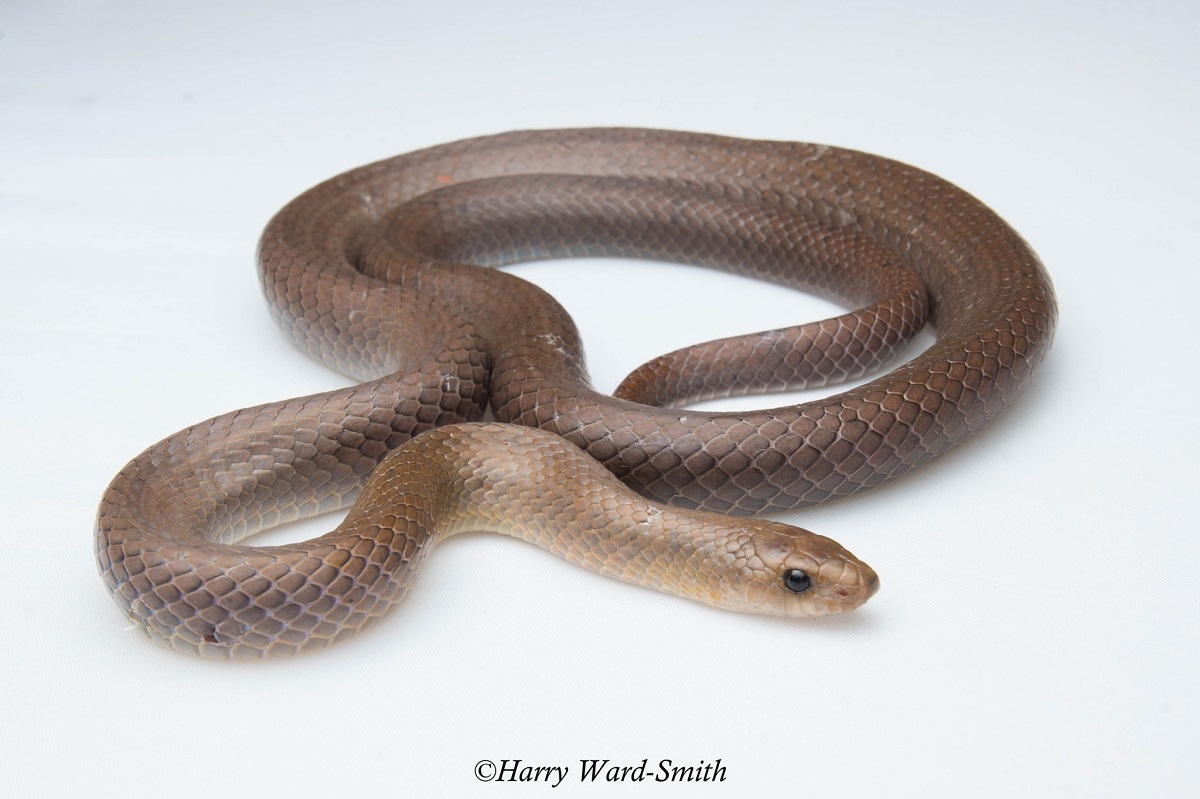φίδι «Cave Kukri Snake», Oligodon speleoserpens