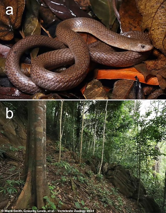 φίδι «Cave Kukri Snake», Oligodon speleoserpens