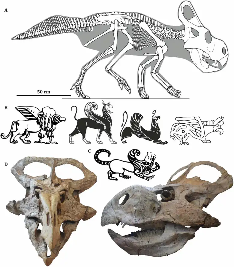 Συγκρίσεις μεταξύ του σκελετού του Πρωτοκεράτοπου και της αρχαίας τέχνης γρύπα. Οι γρύπες βασίζονται προφανώς στις μεγάλες γάτες, από τη μυϊκή τους δομή και τις μακριές, εύκαμπτες ουρές τους έως τις χαίτες (που υποδεικνύονται από τα «τρίχα» κουλουριασμένα στο λαιμό) και στα πουλιά και διαφέρουν από τα Protoceratops σχεδόν σε κάθε μέτρο αναλογίας και σχήματος . Πίστωση: Mark Witton et al.