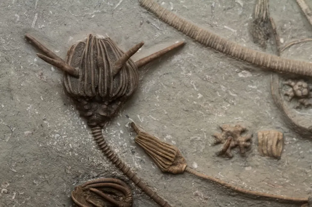 Αρχαία θαλάσσια απολιθώματα. Πίστωση: wollertz / depozitphotos.com