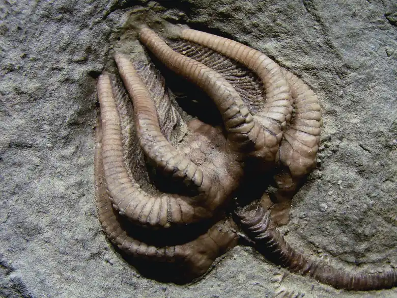 Απολίθωμα του “Agaricocrinus americanus”. Credit: Vassil / Wikimedia Commons