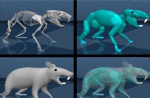 DeepMind: Δημιούργησε εικονικό αρουραίο που μιμείται με ακρίβεια κινήσεις – «Θαύμα της εξέλιξης» λένε οι ερευνητές