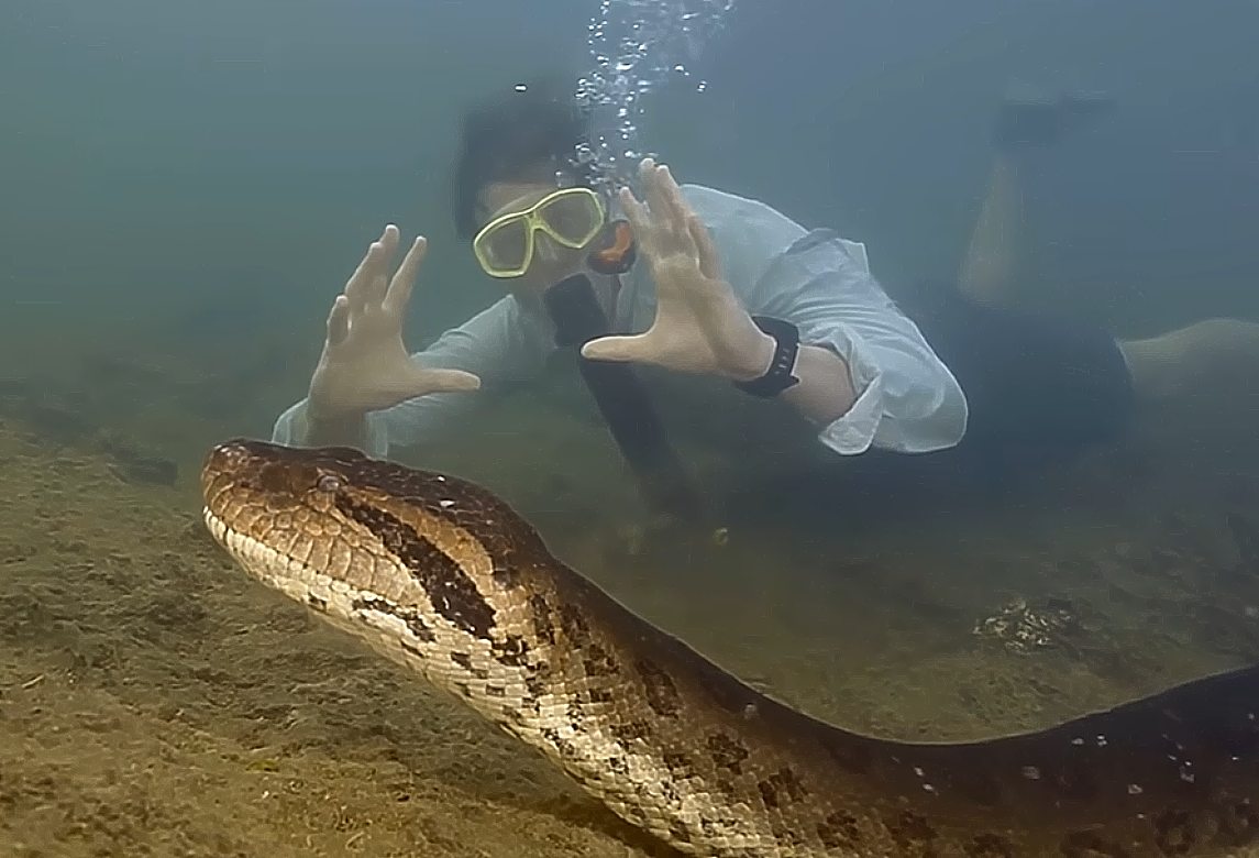 Ανακόντα, φίδι