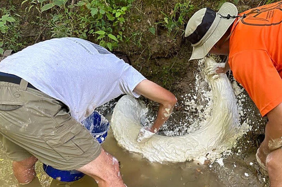 χαυλιόδοντας