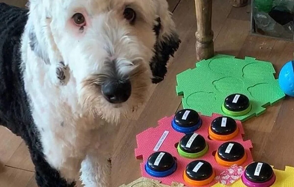 soundboard, σκύλος