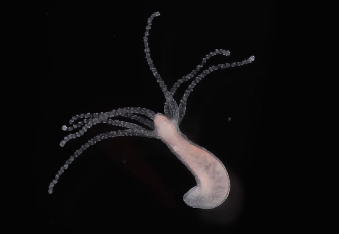 Hydras