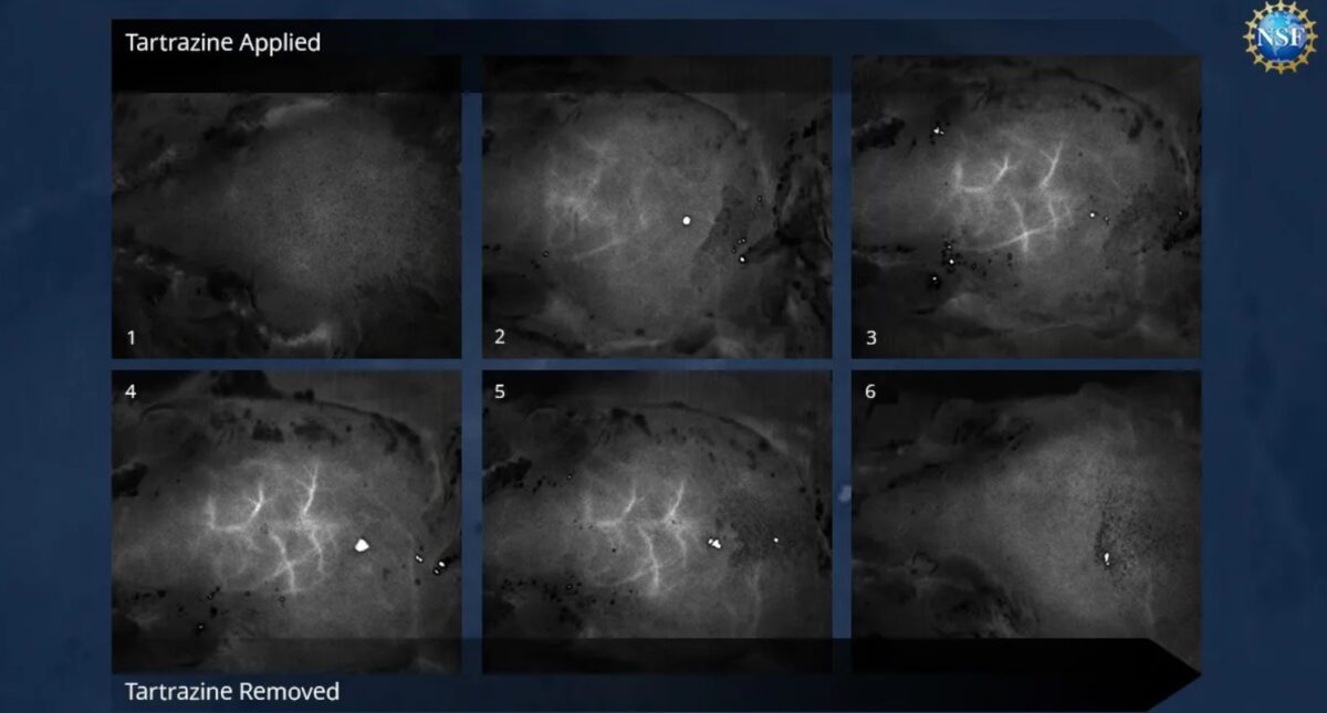Time-lapse δείχνει αιμοφόρα αγγεία στο κρανίο ενός ποντικού που υποβλήθηκε σε θεραπεία με διάλυμα ταρτραζίνης. (Φωτογραφία: Πανεπιστήμιο Stanford/Gail Rupert/NSF)