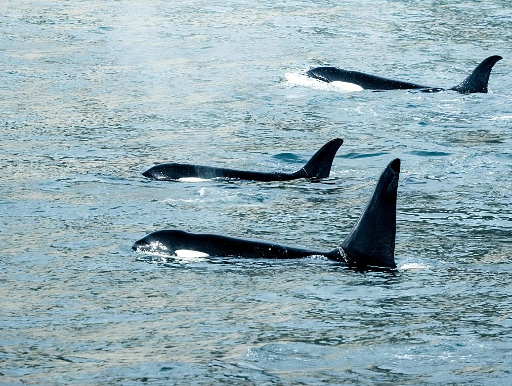 όρκα, φάλαινα