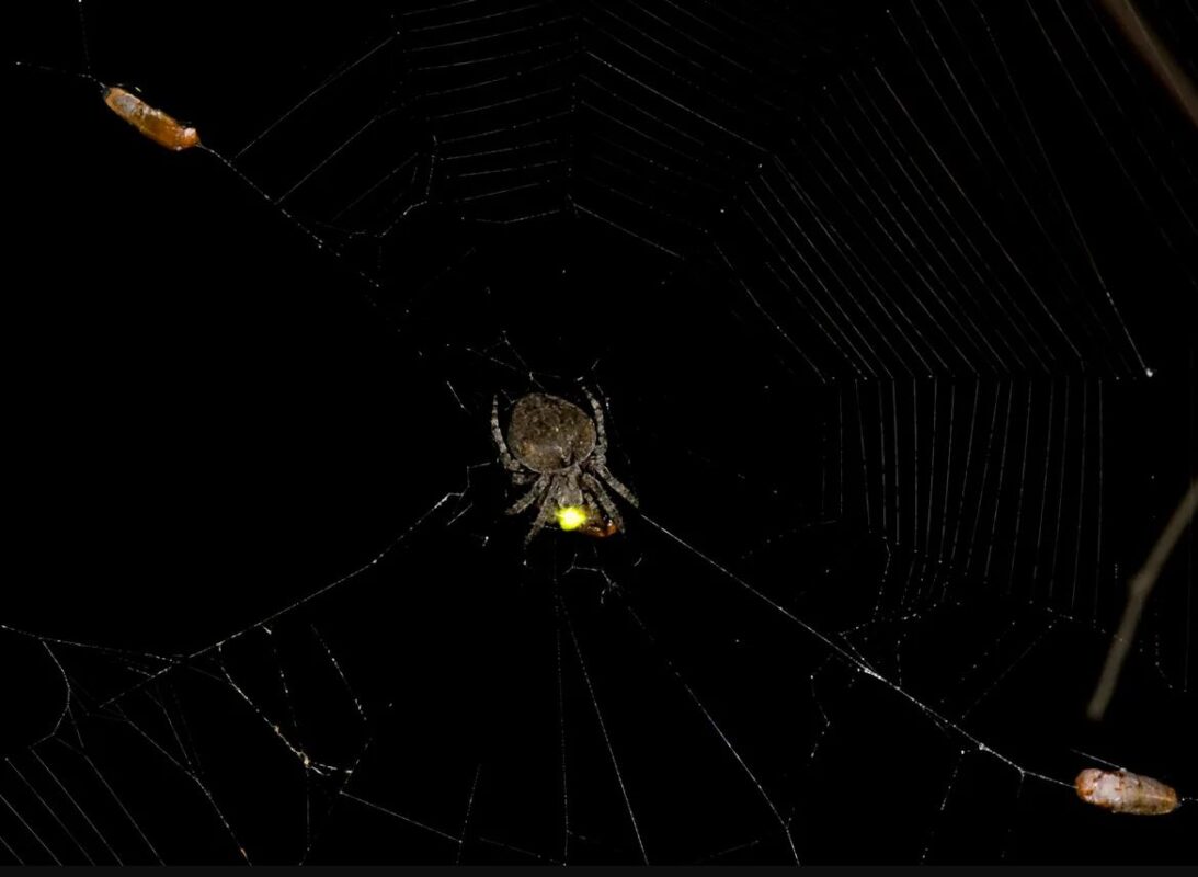 Μια αράχνη παλεύει με μια πυγολαμπίδα πιασμένη στον ιστό της. Φωτογραφία: Xinhua Fu