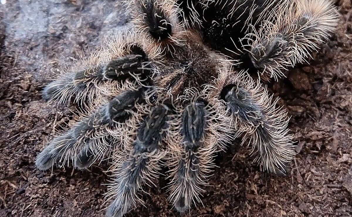 ταραντούλα, αράχνη