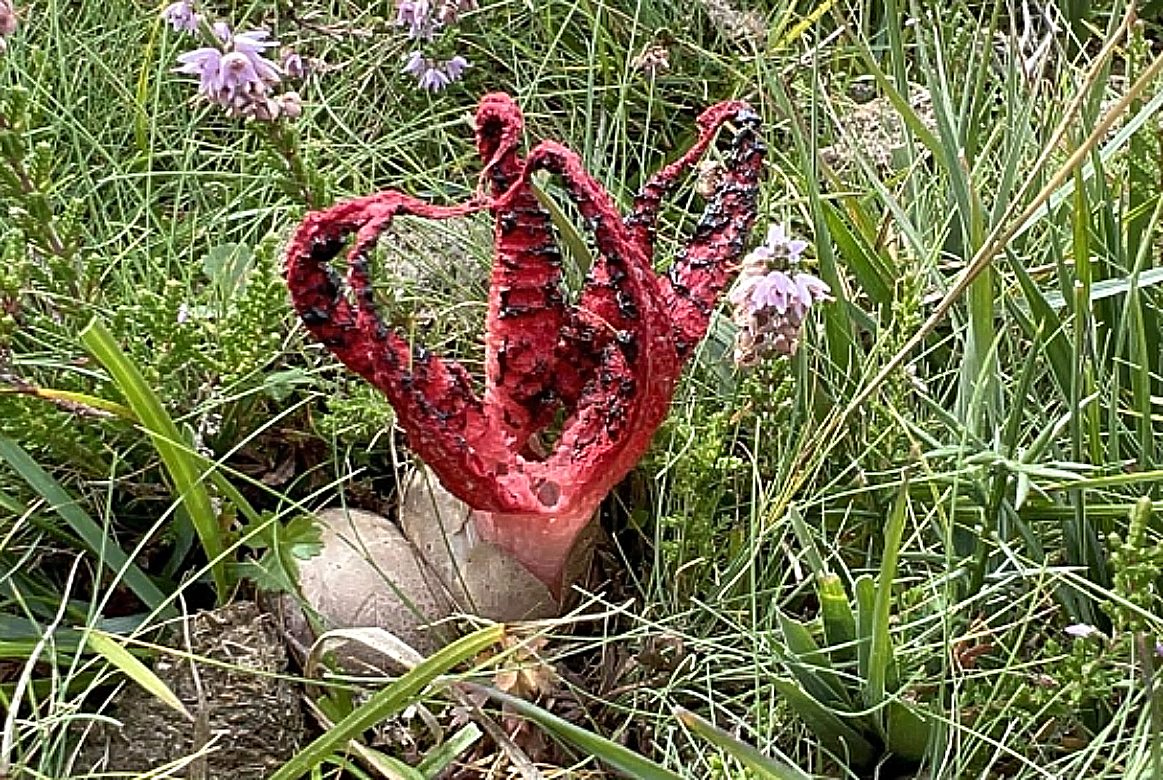Devils hands