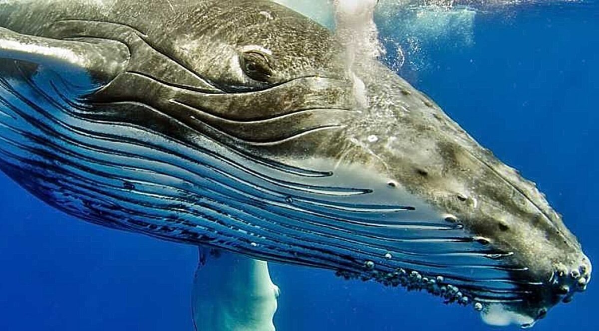 φάλαινα με καμπούρα