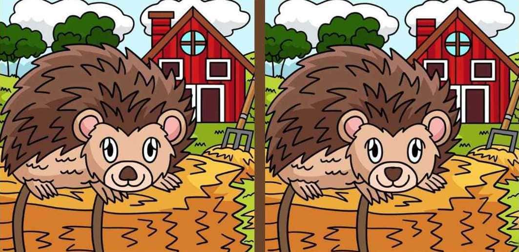 Τεστ παρατηρητικότητας, διαφορές, σκαντζόχοιρος