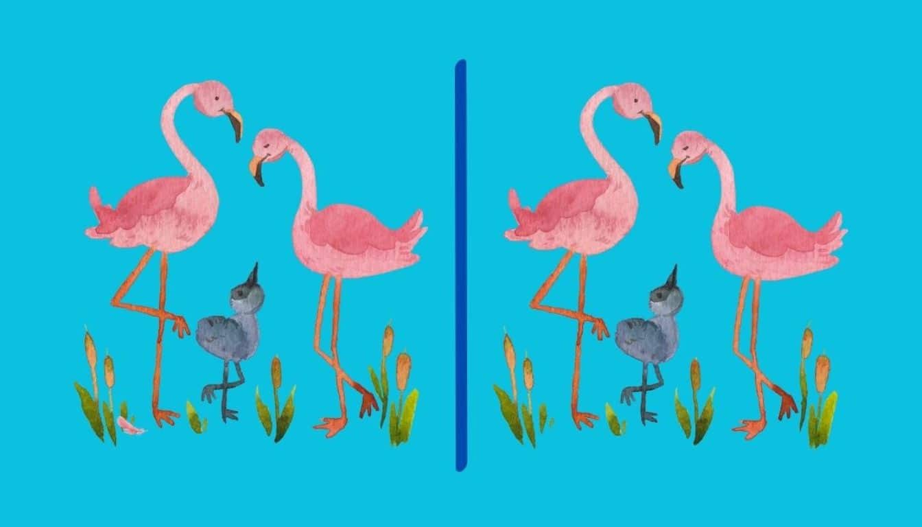 Τεστ παρατηρητικότητας, διαφορές, φλαμένγκο