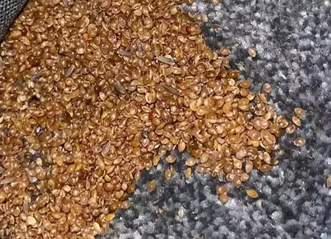 Αυγά, Facebook post