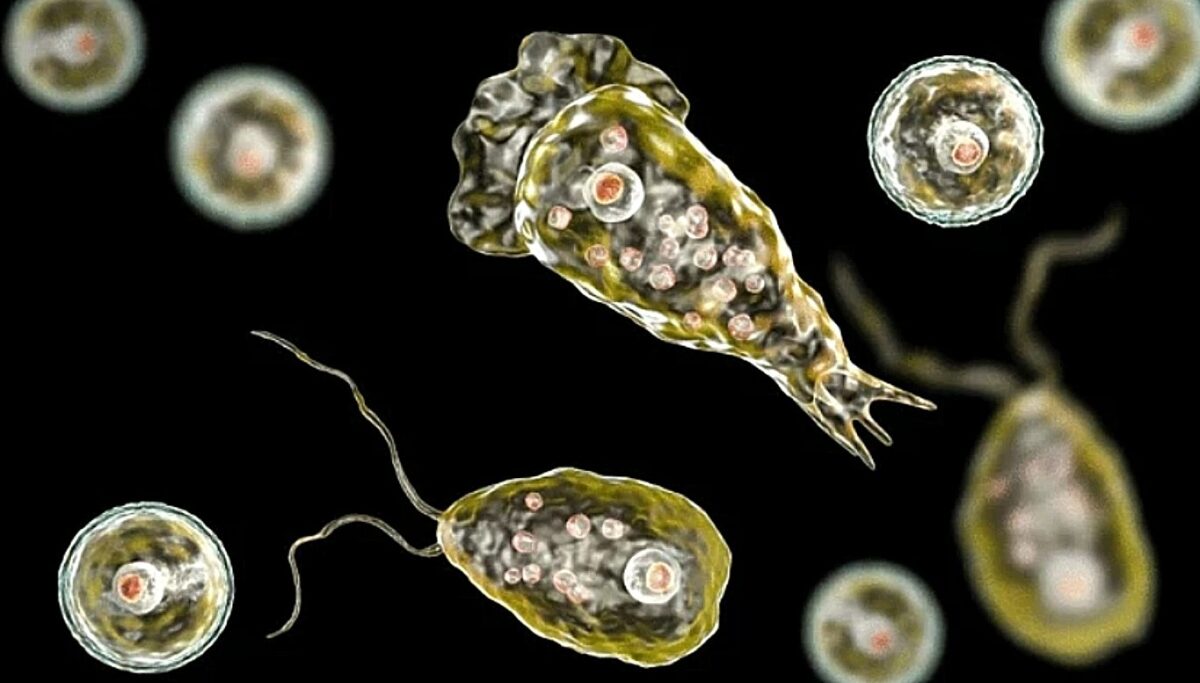 παράσιτο, εγκεφαλοφαγικό, προσομοίωση, Naegleria Fowleri