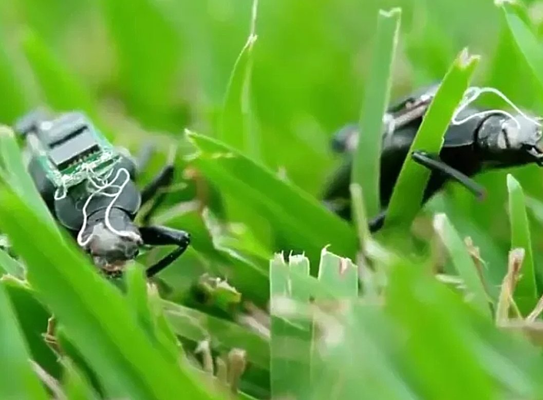 Κατσαρίδες, ρομπότ