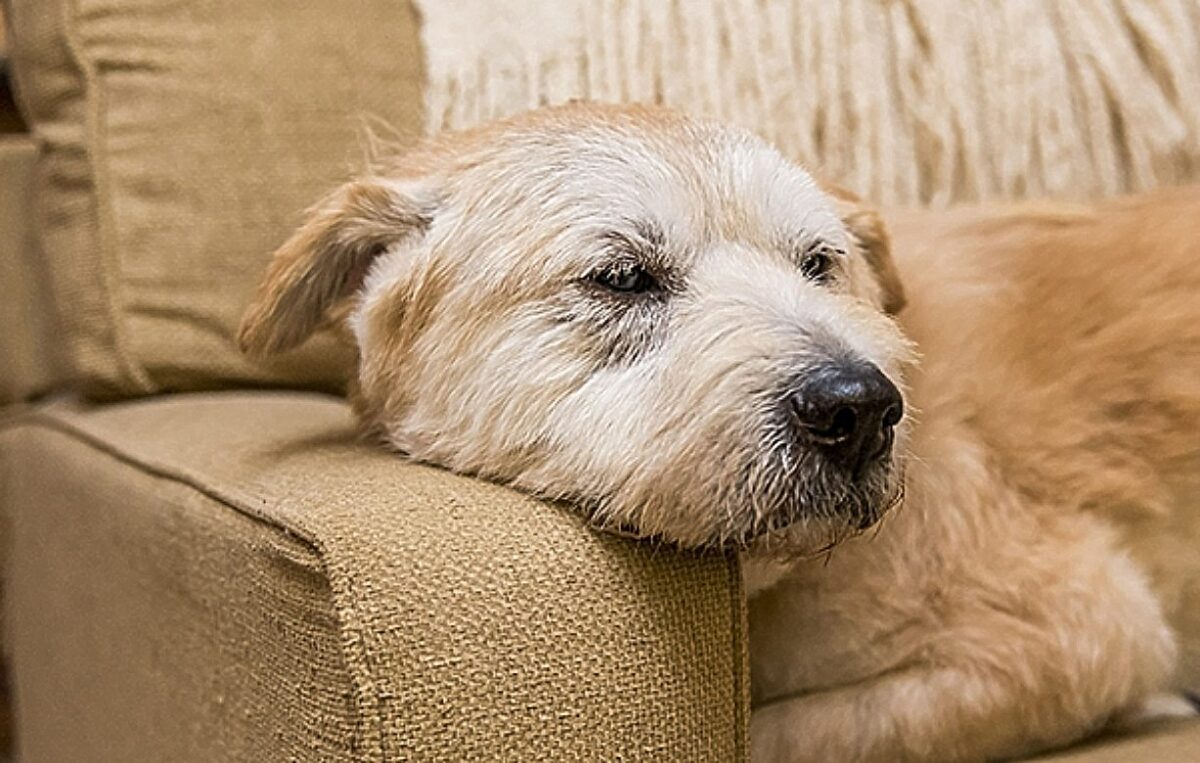 σκύλος, ηλικία, γεράματα