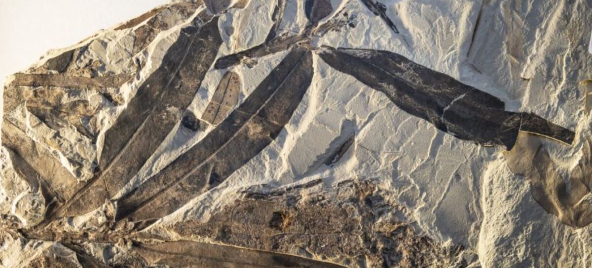 Ένα «εξωγήινο φυτό» 47.000.000 ετών μπερδεύει τους επιστήμονες - Δεν μπορούν να το συσχετίσουν με κανένα ζωντανό ή εξαφανισμένο είδος