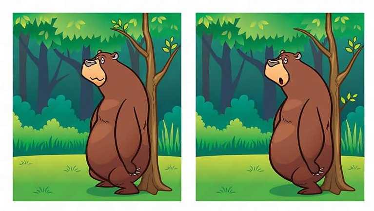 Τεστ παρατηρητικότητας, διαφορές, αρκούδα