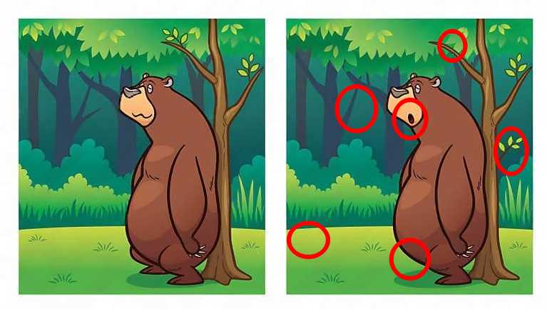 Τεστ παρατηρητικότητας, διαφορές, αρκούδα