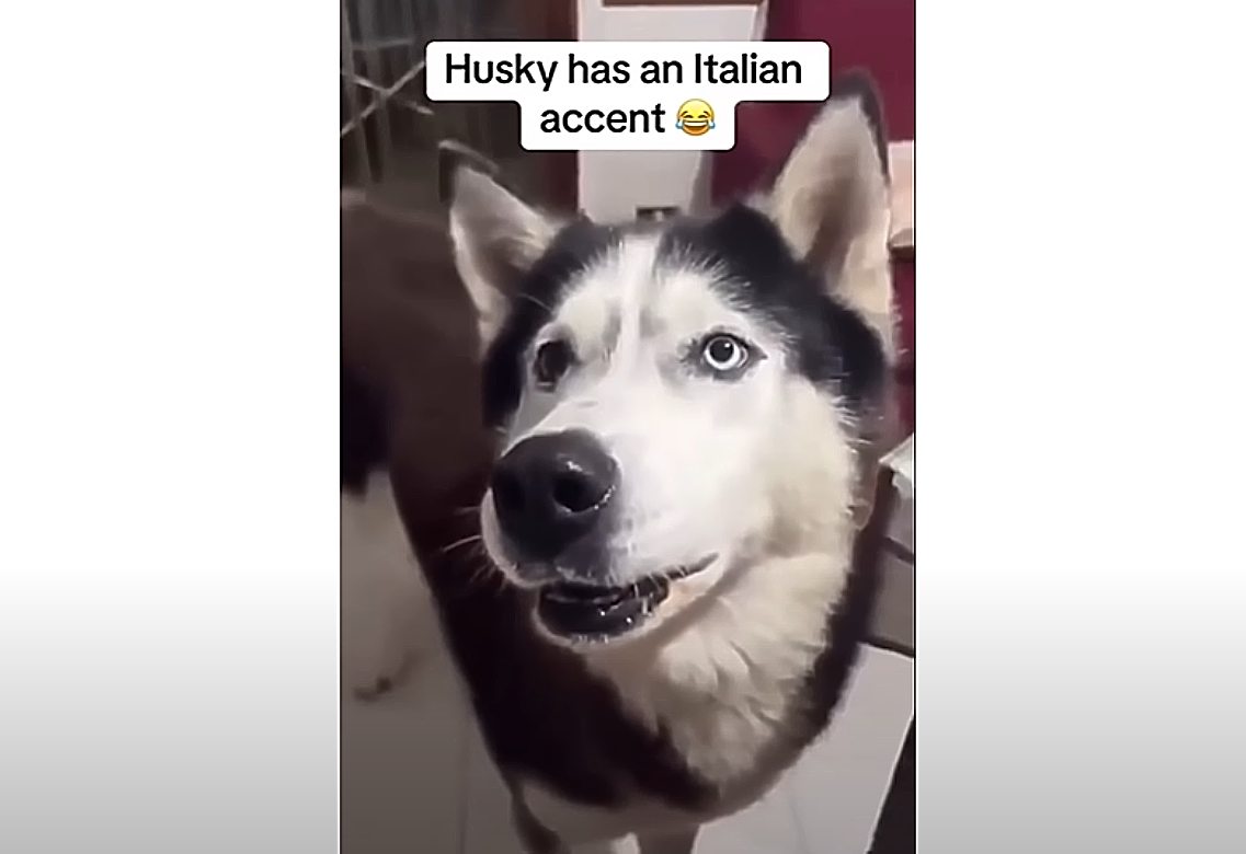 χάσκι, σκύλος, ιταλική προφορά