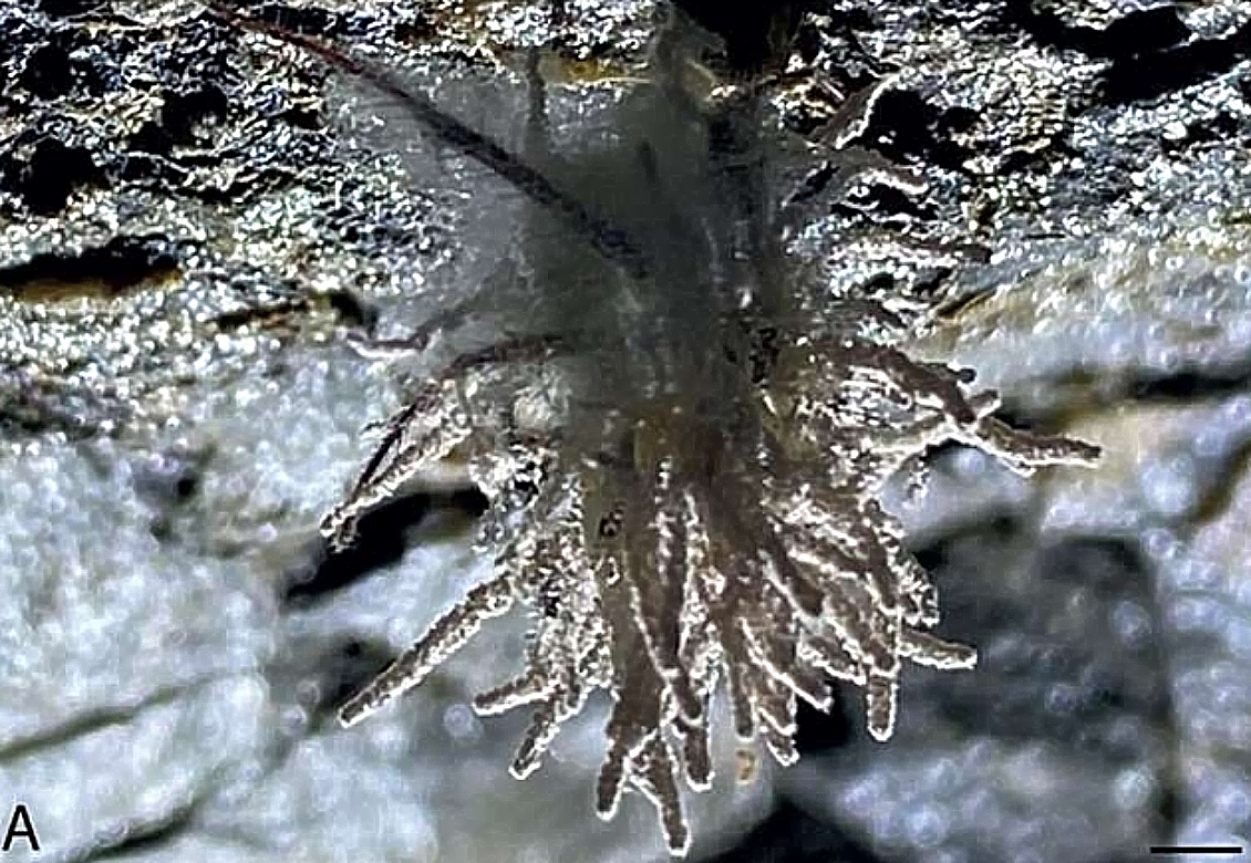 Μύκητας, αράχνη, Gibellula attenboroughii