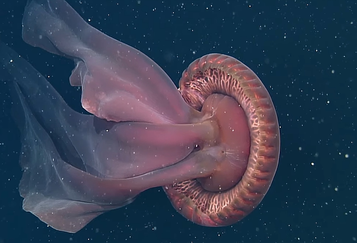 Γιγαντιαία Μέδουσα