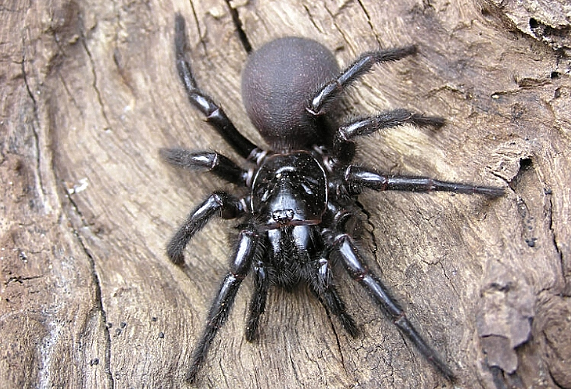 αράχνη, Sydney Funnel Web