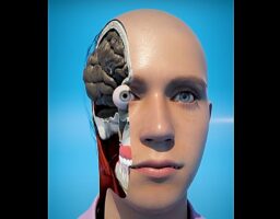 Ανατριχιαστική προσομοίωση δείχνει πώς ένα δόντι μπορεί να σκοτώσει άνθρωπο και προκαλεί εφιάλτες