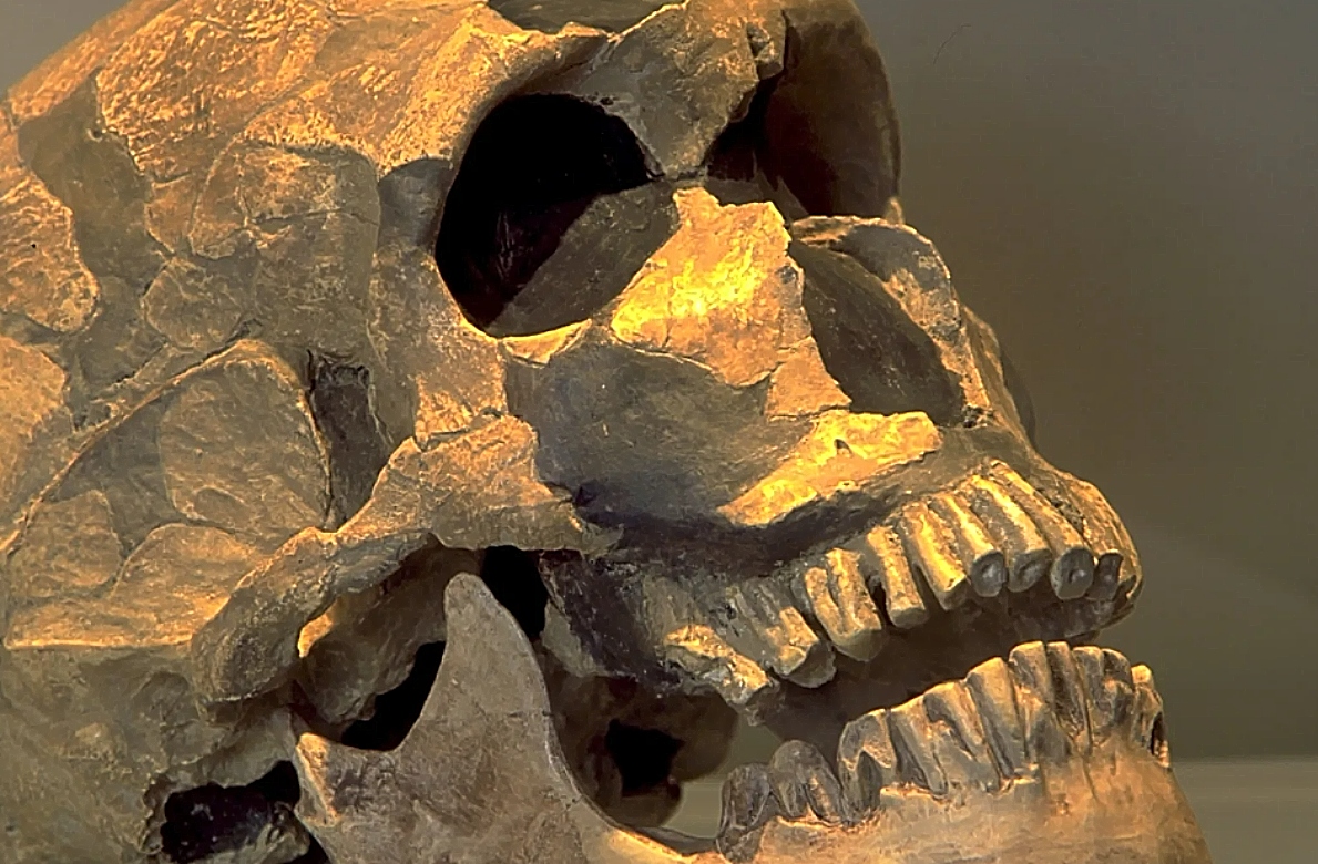 Homo juluensis