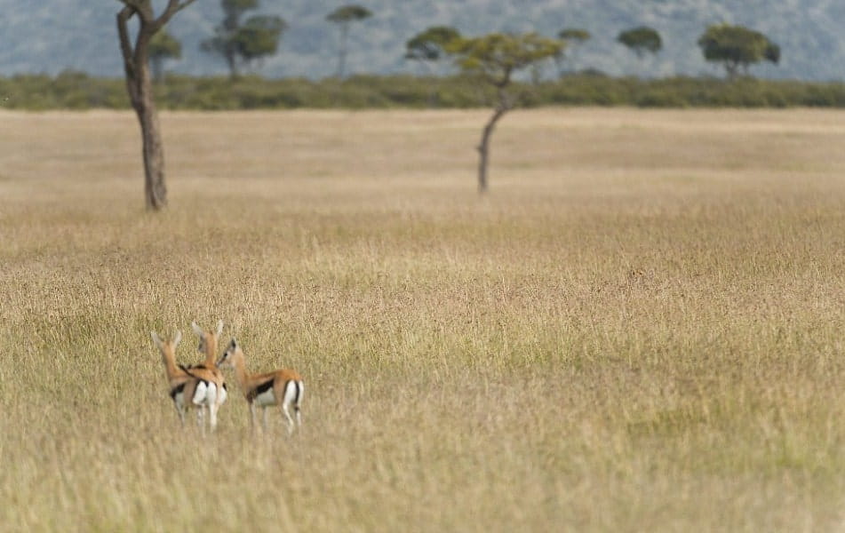 Σπαζοκεφαλιά, γατόπαρδος