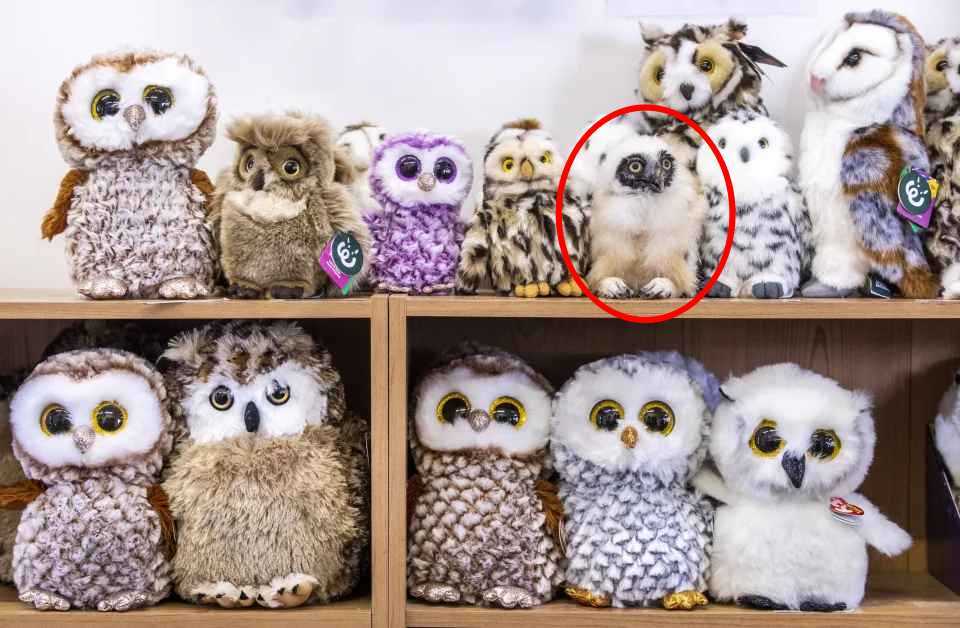 σπαζοκεφαλιά, κουκουβάγια, λύση