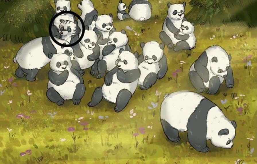 σπαζοκεφαλιά ρακούν