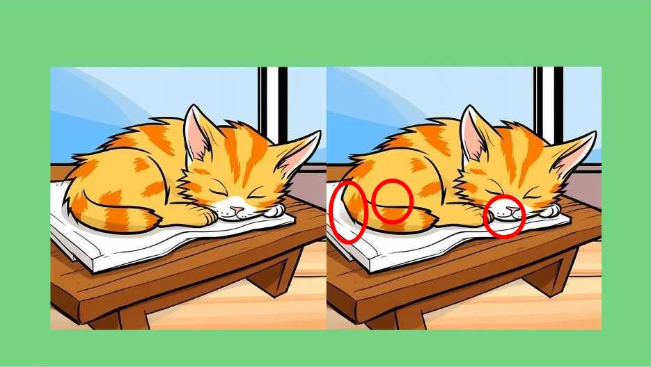 Τεστ παρατηρητικότητας, διαφορές, γάτα, λύση