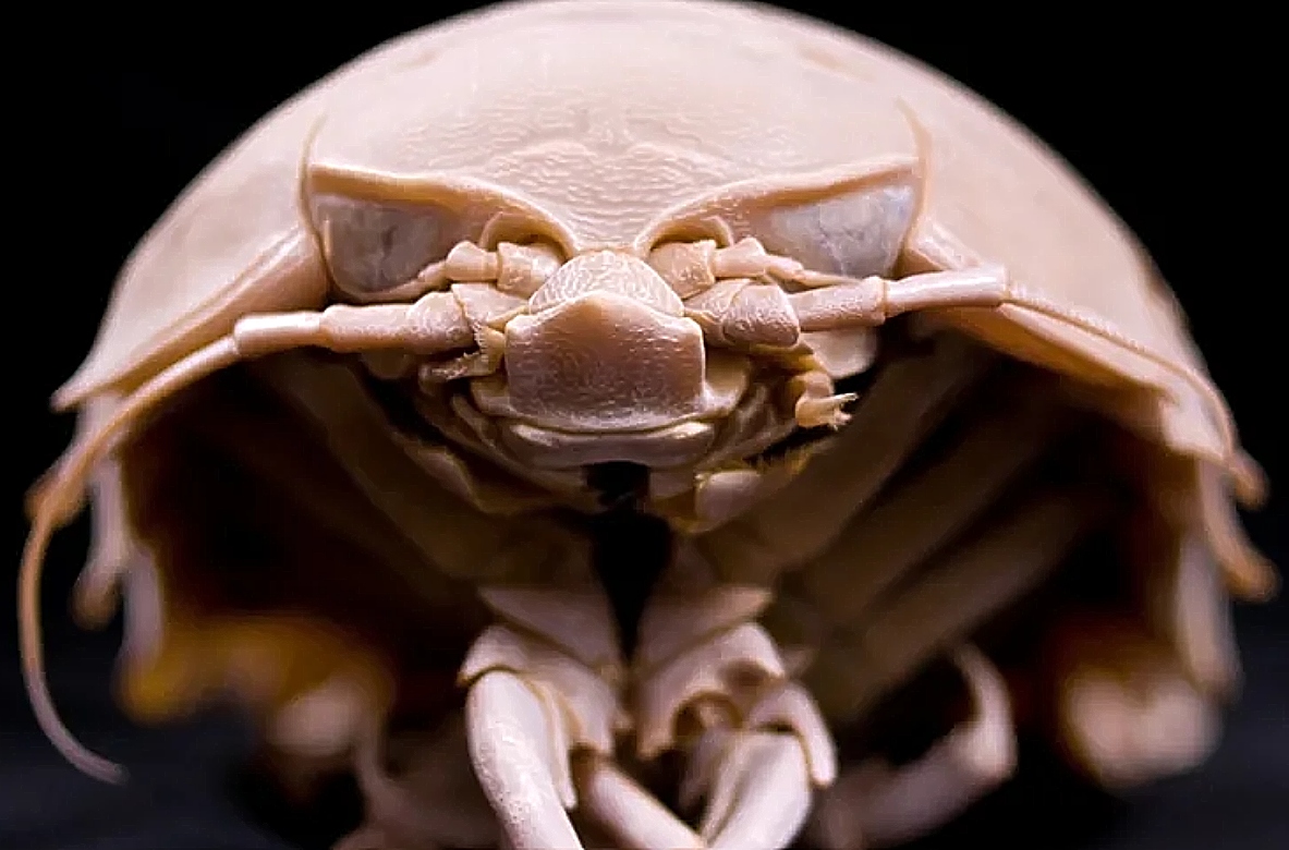 Bathynomus giganteus