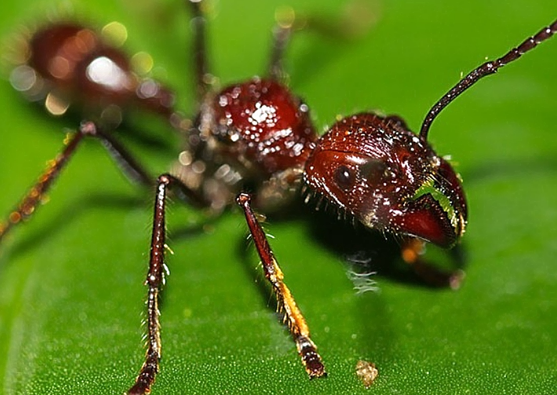 Μυρμήγκι σφαίρα