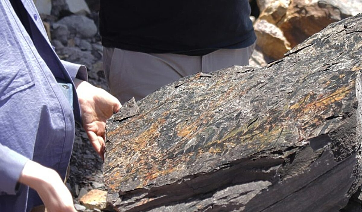 φυτά, απολιθώματα