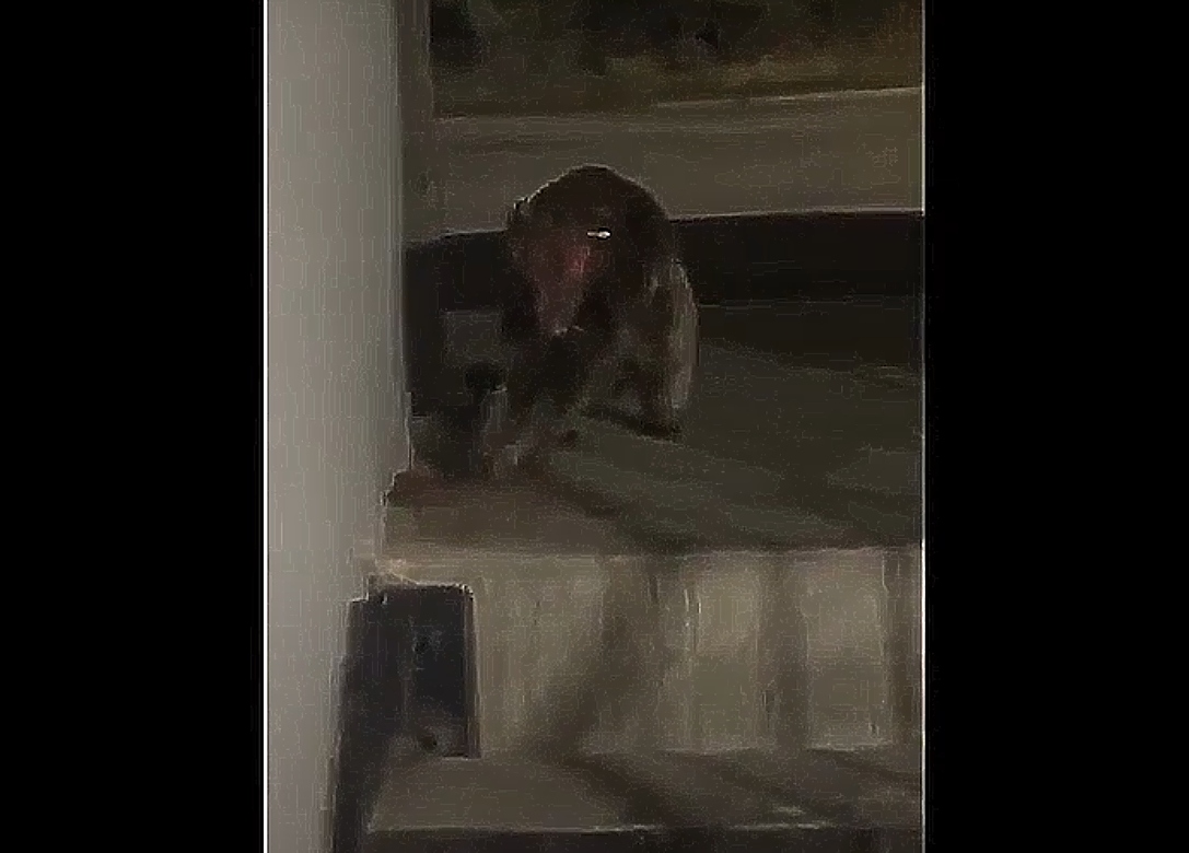 πλάσμα, ζώο, Κολοράντο