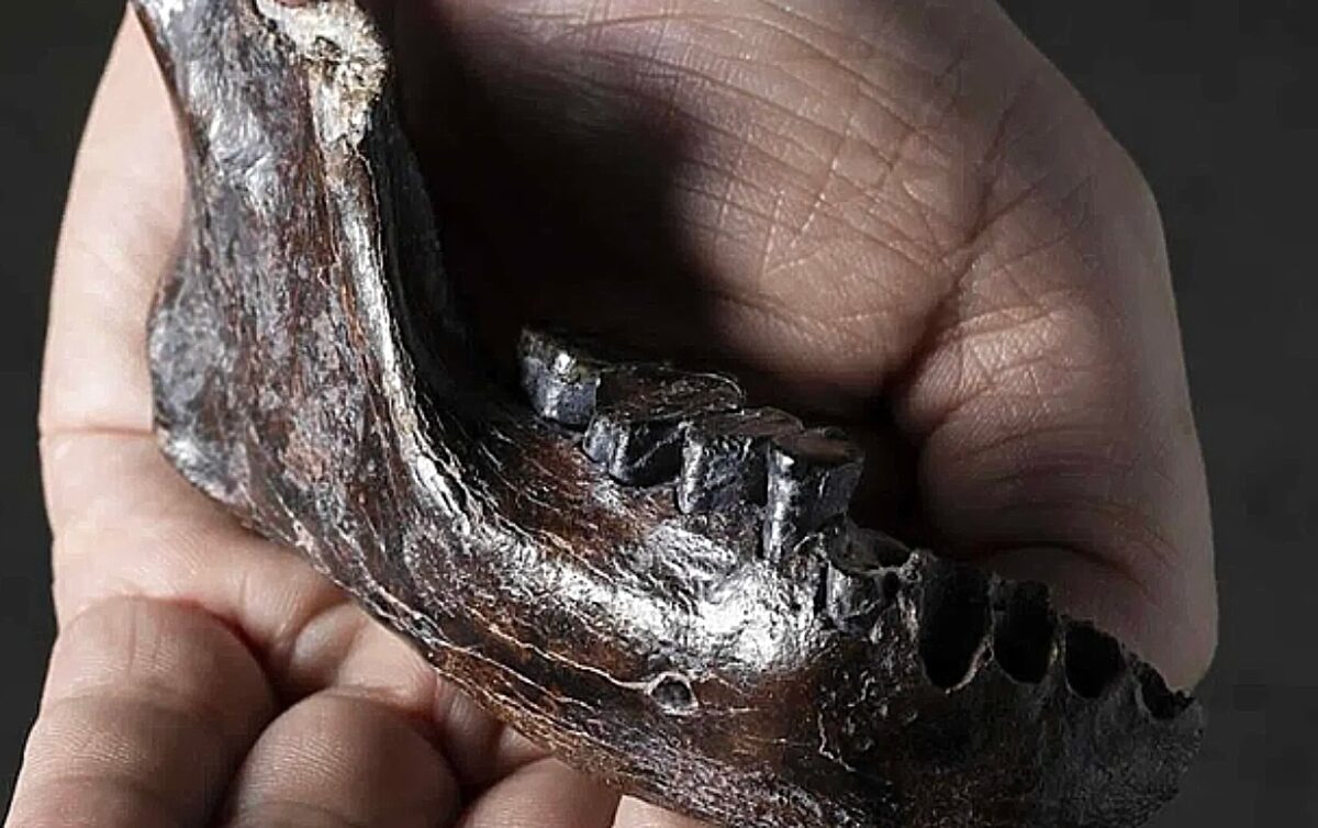 Ένα μυστηριώδες απολίθωμα που ανήκει σε ένα άγνωστο ανθρωποειδές που περπατούσε στη Γη μαζί με τους πρώιμους σύγχρονους ανθρώπους στην Νοτιοανατολική Ασία έχει πλέον αναγνωριστεί.