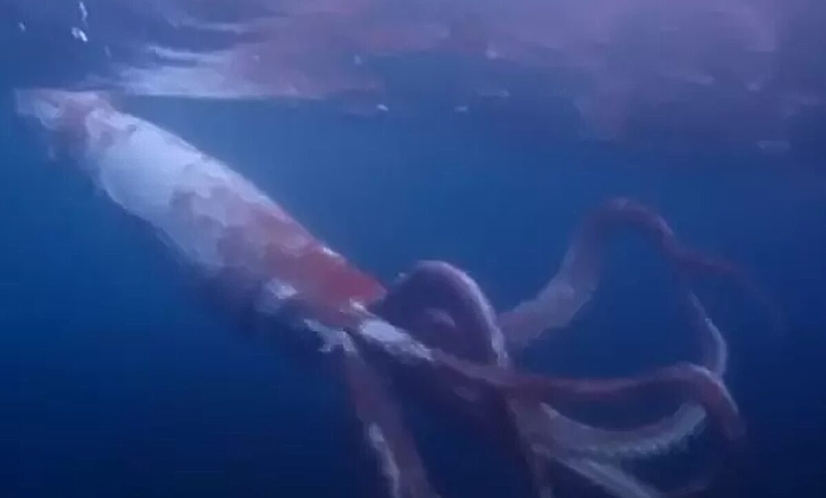γιγάντιο, καλαμάρι