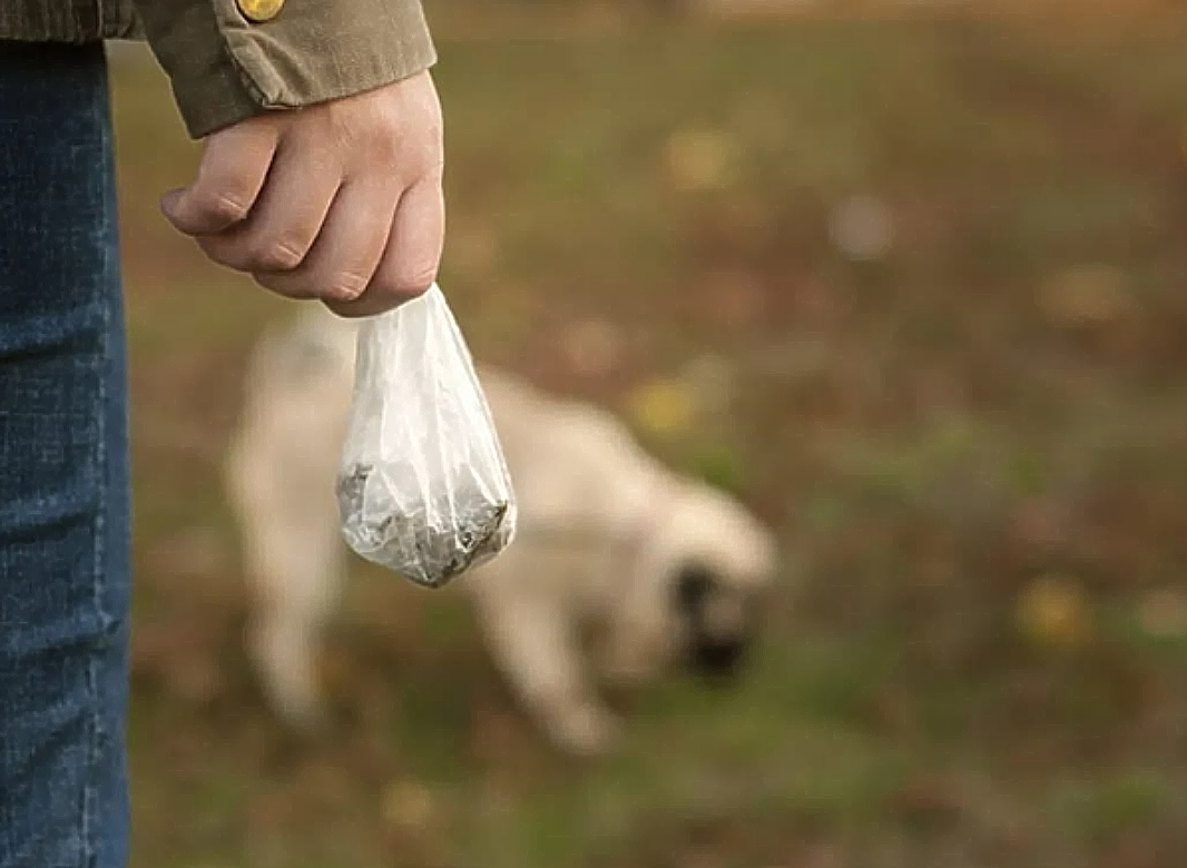 λευκά κόπρανα, σκύλοι