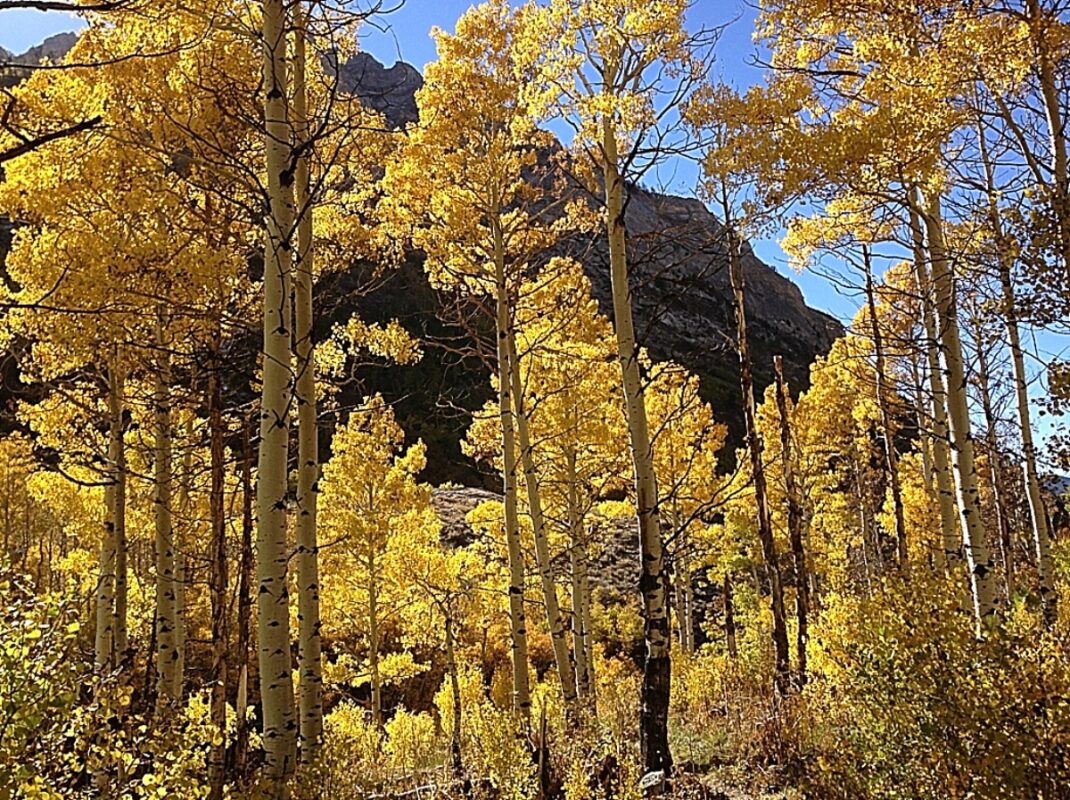 Οργανισμός, Populus tremuloides