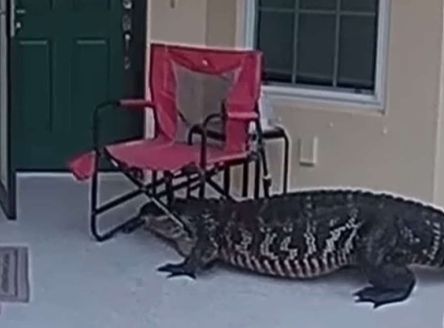 αλιγάτορας