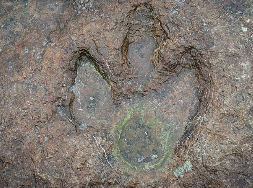 νύχια, ανθρώοινη εξέλιξη